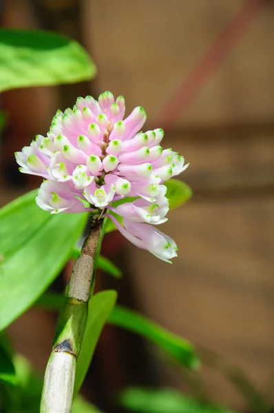 Dendrobium secundum (Blume) Lindl. — Stock fotografie