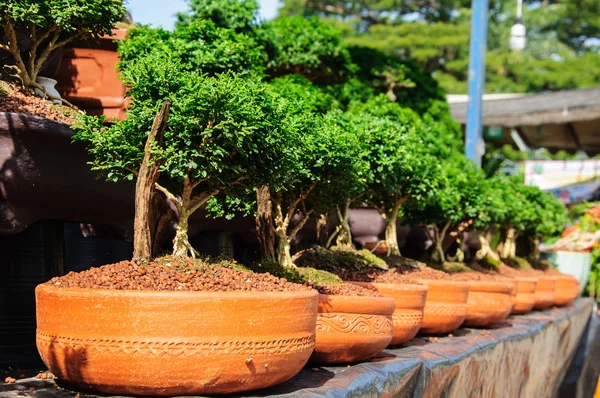 Plante en pot pour exposition dans le jardin . — Photo