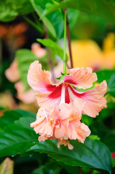 Hibiscus flowers — Stock Photo, Image