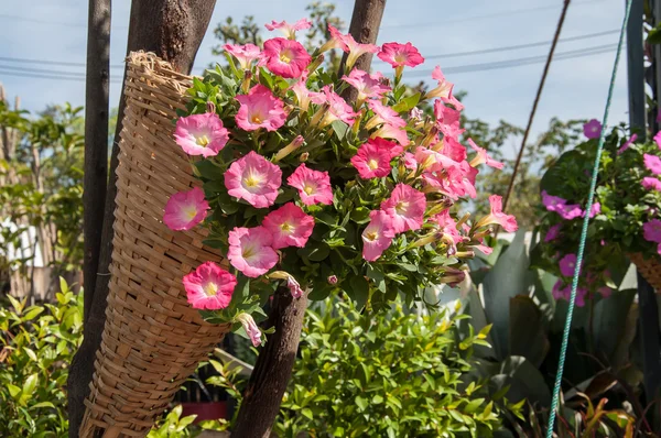 Розовый цветок с бамбуковой корзиной висит на шесте в саду . — стоковое фото