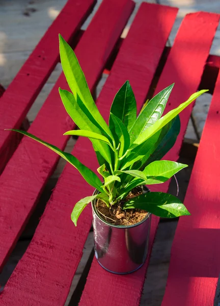 Planta pequeña en maceta sobre mesa . — Foto de Stock