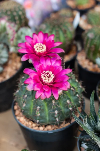 Flores de cactus . —  Fotos de Stock