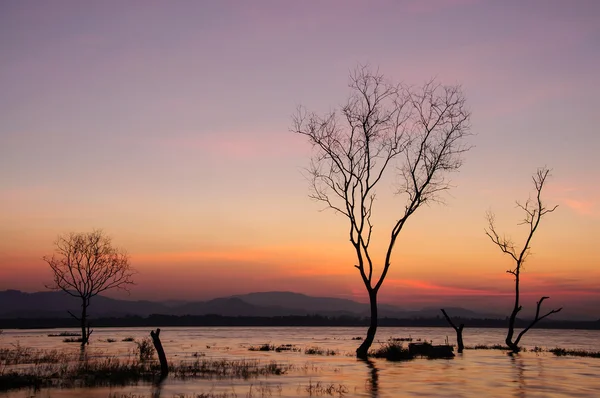 Albero die silhouette con tramonto . — Foto Stock