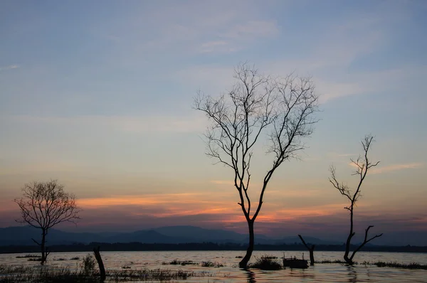 Tree die silhouette with sunset. — Stock Photo, Image