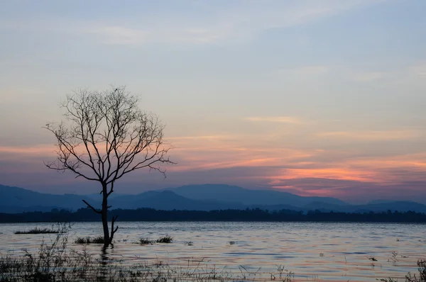 gün batımı ile ağaç die siluet.