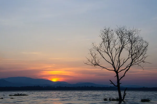 Trädet dör siluett med solnedgång. — Stockfoto