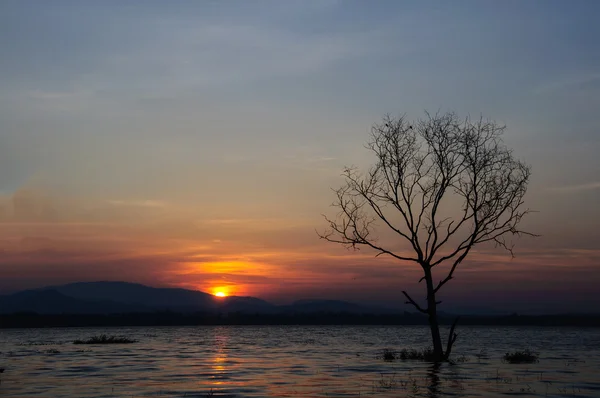 Trädet dör siluett med solnedgång. — Stockfoto