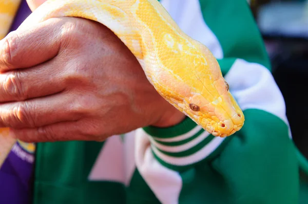 Mão segurando tha cabeça de ouro boa cobra — Fotografia de Stock