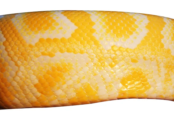 Boa pele de cobra para fundo isolado — Fotografia de Stock