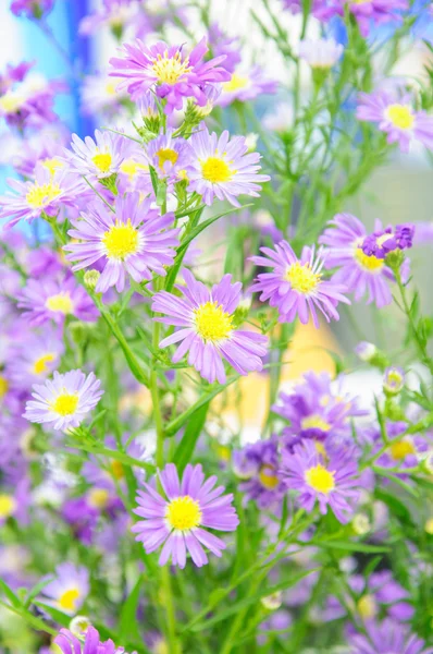 Fleurs d'aster — Photo