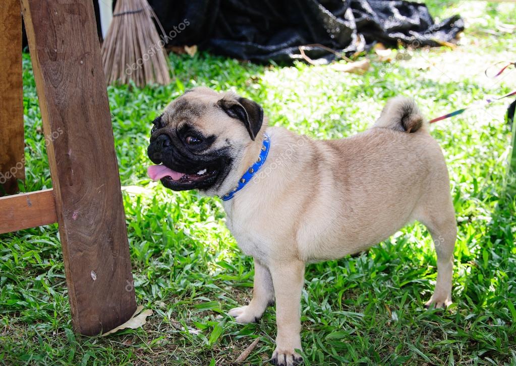 Pug nature online