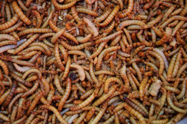 Kurt arka plan ve doku