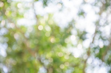 mavi arka plan doğa ve bokeh