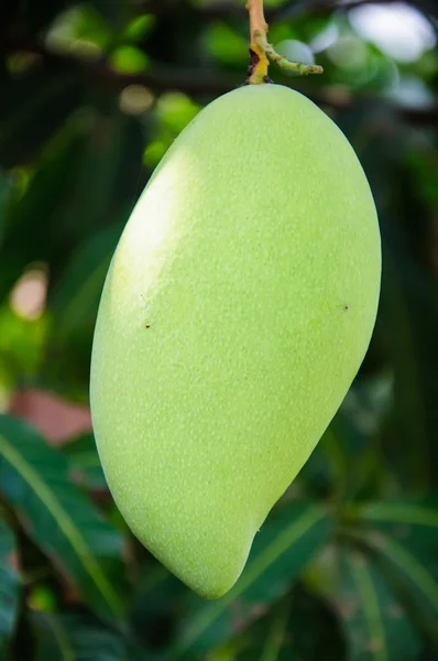 Mango frukt på tre – stockfoto