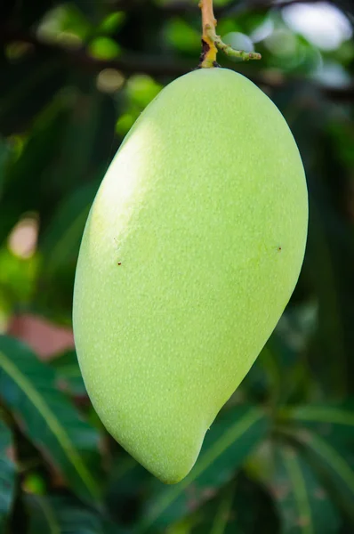 Fruta de manga na árvore — Fotografia de Stock