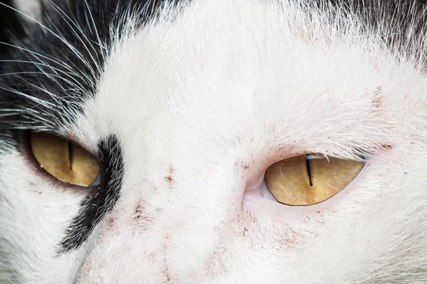 Eye cat close-up — Stock Photo, Image