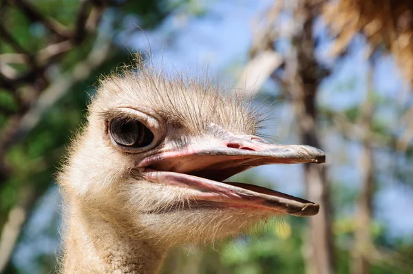 Head of ostrich with nature blue background — Stock Photo, Image