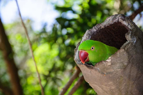 Çimento borular içinde yeşil papağan — Stok fotoğraf