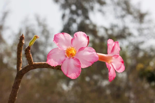 Hermosa rosa del desierto floreciendo en la naturaleza — Foto de Stock