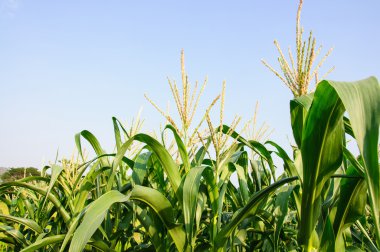 Yeşil mısır tarlası