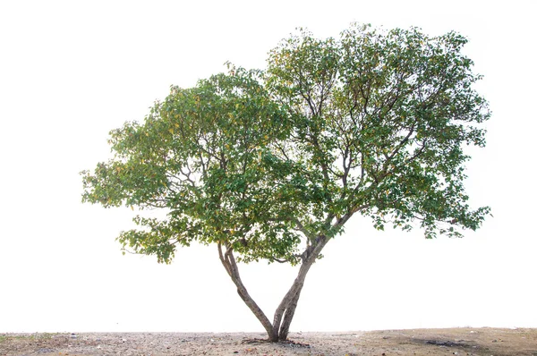 Big tree in nature — Stock Photo, Image