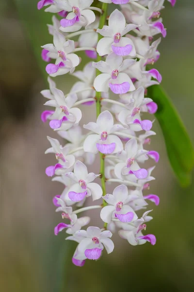 Orchideenblüte — Stockfoto