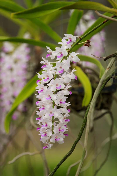 Orchideenblüte — Stockfoto