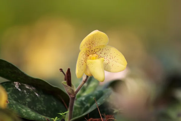 Orquídea de la zapatilla de la señora amarilla — Foto de Stock
