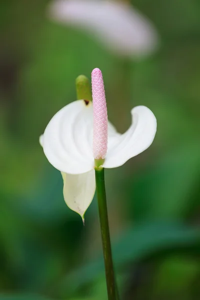 Weißer Anthurium — Stockfoto