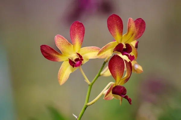 Kwiat orchidei — Zdjęcie stockowe
