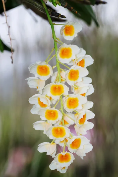 Orchidées fleur — Photo