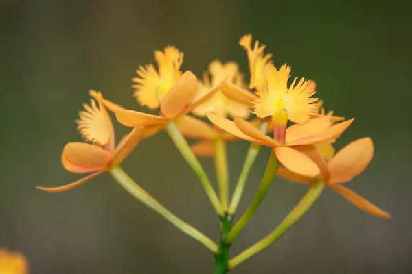 Orchideenblüte — Stockfoto