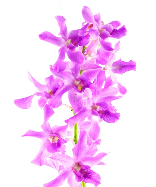Fiore viola orchidea isolato — Foto Stock