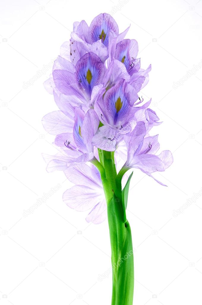 water hyacinth isolated