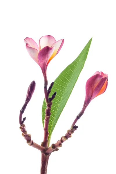 Że beaultiful plumeria lub frangipani samodzielnie — Zdjęcie stockowe