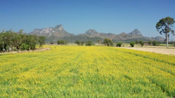 Filmagem Rolo Drone Vista Aérea Voando Acima Campo Flores Girassol — Vídeo de Stock