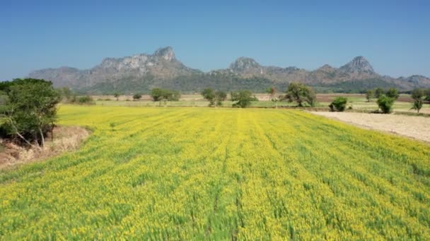 Filmagem Rolo Drone Vista Aérea Voando Acima Campo Flores Girassol — Vídeo de Stock