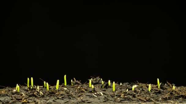 Planta Milho Crescendo Timelapse Sementes Grãos Que Crescem Solo Nova — Vídeo de Stock