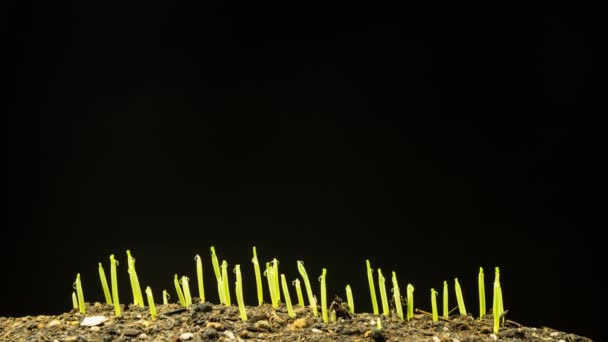 Кукурудзяні Рослини Вирощують Хронологію Насіння Зерна Росте Землі Ґрунті Нове — стокове відео