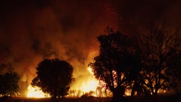 Рулон Реального Лесного Пожара Ночью Опасная Стихийная Катастрофа Окружающей Среды — стоковое видео