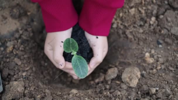 Uhd Lambat Pertanian Petani Kebun Menurunkan Tangannya Dengan Tanaman Tanah — Stok Video