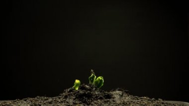 B görüntüsü zaman ayarlı büyüyen bitkiler. Balkabağı ağacı yeni doğmuş bitkiler. Verimli bir şekilde büyüyen organik balkabağı ağacı bitkileri. Yatırım konsepti gibi yeni bir hayatın başarısı.