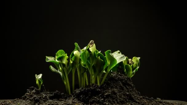 Πλάνα Roll Timelapse Καλλιέργεια Φυτών Κολοκύθα Νεογέννητα Φυτά Πάροδο Του — Αρχείο Βίντεο