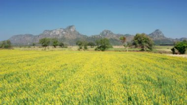 B görüntüsü, tarımsal çayırda sarı aykeneviri çiçeklerinin üzerinde uçan hava aracı. Crotalaria juncea