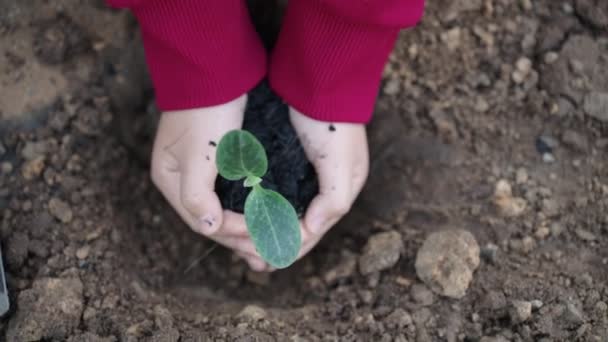 Uhd Moción Lenta Agricultura Agricultor Jardinero Baja Las Manos Con — Vídeos de Stock