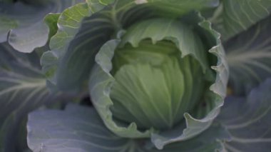 SLOW MOTION 4k of green cabbage on ground. Cabbage grows in gardens. Agriculture Organic vegetable with green leaves on the ground.  growing. Thailand agriculture.