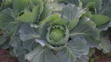 SLOW MOTION 4k of green cabbage on ground. Cabbage grows in gardens. Agriculture Organic vegetable with green leaves on the ground.  growing. Thailand agriculture.