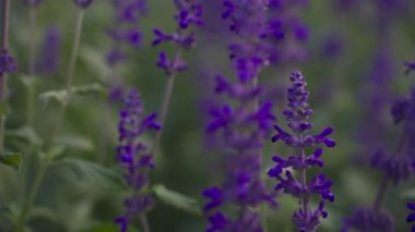 SLOW MOTION 4k, Close-up blooming fields of lavender. Picturesque view of the endless aromatic fields of lavender. Salvia flowers field.