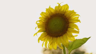 Footage B roll SLOW MOTION 4k, Yellow sunflower. Beautiful fields with sunflowers in the summer. Blomming sunflower in the gardens with sunlight.