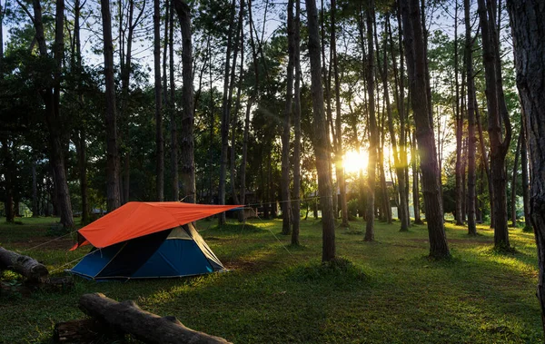 camping point. tent in tropical pine forest at sunset time. Tourist tent in spring forest.